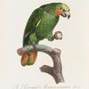 Le Perroquet Aourou Cauraou