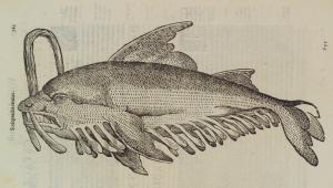 De animalibvs insectis libri septem cvm singvlorvm iconibvs adviuum expressis,