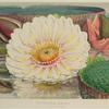 Victoria Regia. (Expanded flower)
