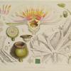Victoria Regia. (Analyses)
