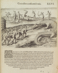 Crocodilos consiciendi ratio