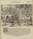 Cervorum venatio