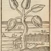 Portraict des conches, qui produisent des oyseaux