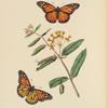 Papilio Archippus, Asclepias Curassavica