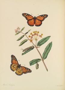 The natural history of the rarer lepidopterous insects of Georgia. Including their systematic characters, the particulars of their several metamorphoses, and the plants on which they feed. Collected from the observations of Mr. John Abbot ... by James ...