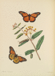 Papilio Archippus, Asclepias Curassavica