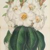 Rhododendron nuttali.