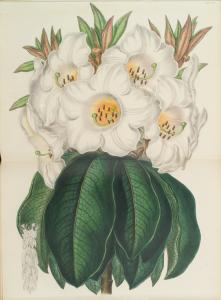 The illustrated bouquet