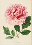 Pœonia (Moutan) Elizabeth Casoretti.