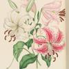 Lillium speciosum.  1. Atrococcineum, 2. Album.
