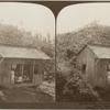 A Native Country School House among the Banana Trees, Jamaica