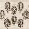 Iconismus VI. Ponatur è regione, pag. 557