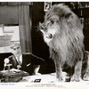 Mack Sennett (as himself) with lion in the motion picture Down Memory Lane.