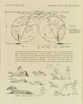 Ground plan and properties, sketch for Lady in the Dark