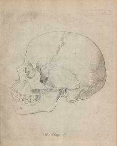 Nova pentas colleactionis suae craniorum diversarum gentium; tanquam complementum priorum decadum.