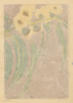 Eucalyptus