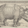 The Rhinoceros