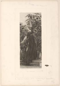The sunflower