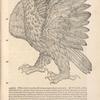 Aquila