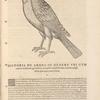 Ardea