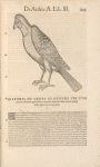 Ardea