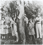 Rubin Stacey, lynched victim, hanging from a tree