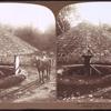 Pulping coffee in the old way, Jamaica