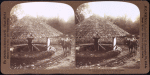 Pulping coffee in the old way, Jamaica