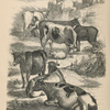 Frontispiece