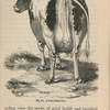 A good milch cow