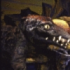 Actor Stephen Hanan & crocodile in a scene fr. the revival of the Broadway musical "Peter Pan." (New York)