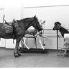 New York City Ballet - rehearsal of "Don Quixote" with real horse and prop horses, choreography by George Balanchine (New York)