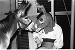 New York City Ballet - rehearsal of "Don Quixote" with real burro and dancer in role of Bottom, choreography by George Balanchine (New York)