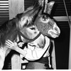 New York City Ballet - rehearsal of "Don Quixote" with real burro and dancer in role of Bottom, choreography by George Balanchine (New York)