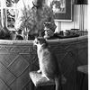 New York City Ballet Master George Balanchine at home (New York)
