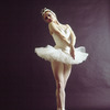 New York City Ballet - Studio portrait of Violette Verdy in "Swan Lake", choreography by George Balanchine (New York)