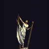 Martha Graham Dance Company production of "Errand into the Maze" with Peggy Lyman, choreography by Martha Graham