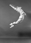 John Prinz as a Candy Cane (Hoops), in a New York City Ballet production of "The Nutcracker."