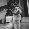 Sandy the dog in a scene from the Broadway production of the musical "Annie."