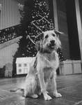 Sandy the dog in a scene from the Broadway production of the musical "Annie."