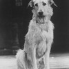 Sandy the dog in a scene from the Broadway production of the musical "Annie.".