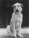 Sandy the dog in a scene from the Broadway production of the musical "Annie.".