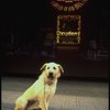 Sandy of the Toronto production of the musical "Annie."