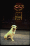 Sandy of the Toronto production of the musical "Annie."