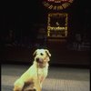 Sandy of the Toronto production of the musical "Annie."