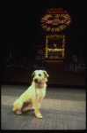 Sandy of the Toronto production of the musical "Annie."