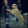 Actress Andrea McArdle as Annie w. Sandy and a policeman in a scene from the Broadway production of the musical "Annie."