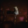 Sandy the dog sitting in the audience of the Alvin Theatre, home of the Broadway production of the musical "Annie."