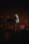 Sandy the dog sitting in the audience of the Alvin Theatre, home of the Broadway production of the musical "Annie."