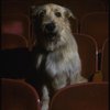Sandy the dog sitting in the audience of the Alvin Theatre, home of the Broadway production of the musical "Annie."